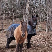 Roaming Pony Farm LLC – Therapeutic Riding and Driving Programs
